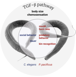 Schematic overview of functions of TGF-beta signaling in two nematode species
