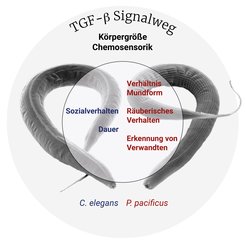Schematische Darstellung der Funktionen des TGF-beta Signalwegs bei zwei Fadenwurm-Arten