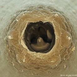 Ein Fadenwurm der Art Pristionchus pacificus zeigt seine Zähne.