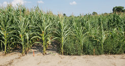 Heavy infestation by waterhemp strongly reduces corn growth (right rows) compared to corn plants that do not have to compete with waterhemp (left rows)