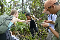 Doktorandin Marleny García-Lozano (Mitte) in Panama mir Dr. Inès Pons (links) und Dr. Hassan Salem (rechts) des Max-Planck-Instituts für Biologie Tübingen.