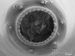 A novel mouth-form, termed Teratostomatous (Te), was identified in A. sudhausi. Worms with Te mouths are formed on both the fungus Penicillium camembert and in starvation conditions and cannibalise on their kin.
