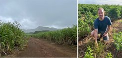 Im Rahmen der Machbarkeitsstudie wurden auf der ganzen Insel Proben von Eleusine indica gesammelt, um die Herbizidresistenz zu diagnostizieren. Links: Zuckerrohrplantagen; Rechts: Dr. Lutz in einem Chilifeld mit starkem Befall von E. indica