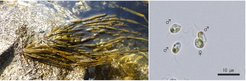 Surprisingly, the brown algae field populations in the Sea of Japan, known as ‘Amazons’, consisted exclusively of females.