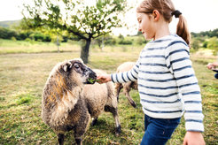 When wrong predictions get reinforced, it will become harder to learn the correct difference between a goat and a sheep.