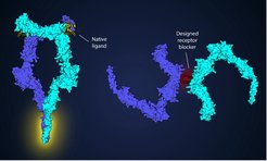 In contrast to the native ligand which brings closer the receptor’s intracellular segments (yellow highlight), the designed protein engages G-CSFR in a non-signalling ternary complex that disfavours effective receptor association in cell membranes.