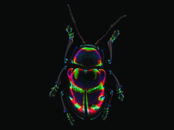 The leaf beetle Spilopyra sumptuosa lives in the rainforests of eastern Australia. Its spectacular, colorful appearance is an example of the rich diversity of the large family of leaf beetles. The microscopic image is composed of many individual images to give a high resolution of all parts of the beetle's body.