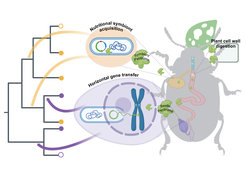 The figure shows how beetles acquire pectinases, enzymes that are necessary to break down pectins, important components of the plant cell wall, through both horizontal gene transfer and symbiosis with bacteria. The acquisition of these enzymes enables leaf beetles to exploit a new dietary niche. From: Kirsch et al., Current Biology 2025. Created in BioRender. Kirsch, R. (2024) - https://BioRender.com/l84e681