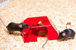 The genetic blueprint of a mouse differs only slightly from that of humans.Photograph: Jörg Abendroth