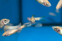 The zebrafish is a typical model organism in biological research. Photograph: Jörg Abendroth