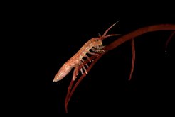 The marine isopod Idotea balthica